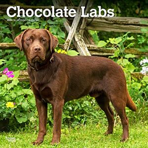 BrownTrout Choklad Labrador Retrievers 2024 12 x 24 tum Monthly Square Wall Calendar Djur Hund Breeds BrownTrout Choklad Labrador Retrievers 2024 12 x 24 tum Monthly Square Wall Calendar Djur Hund Breeds