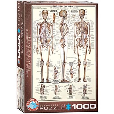 EuroGraphics The Skeletal System EuroGraphics The Skeletal System