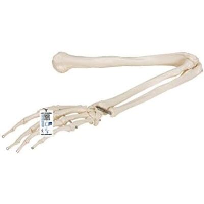 3B Scientific Vetenskaplig arm skelett modell + gratis anatomi programvara 3B Smart anatomi 3B Scientific Vetenskaplig arm skelett modell + gratis anatomi programvara 3B Smart anatomi