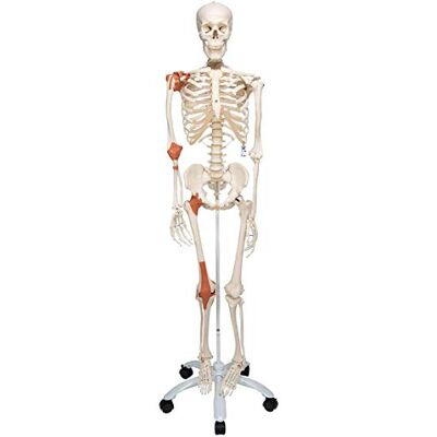 3B Scientific vetenskaplig mänsklig anatomi Skelett Leo – med ledband på metallstativ – livlig, inklusive kostnadsfri anatomiprogramvara – A12 som inlärningsmodell eller läromedel – 3B smart anatomy 3B Scientific vetenskaplig mänsklig anatomi Skelett Leo – med ledband på metallstativ – livlig, inklusive kostnadsfri anatomiprogramvara – A12 som inlärningsmodell eller läromedel – 3B smart anatomy