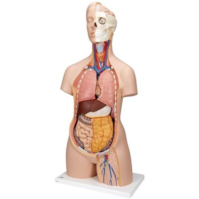 3B Scientific vetenskaplig mänsklig anatomi – könslös standardtorso, 12-delad + anatomiprogramvara – smart anatomi 3B Scientific vetenskaplig mänsklig anatomi – könslös standardtorso, 12-delad + anatomiprogramvara – smart anatomi