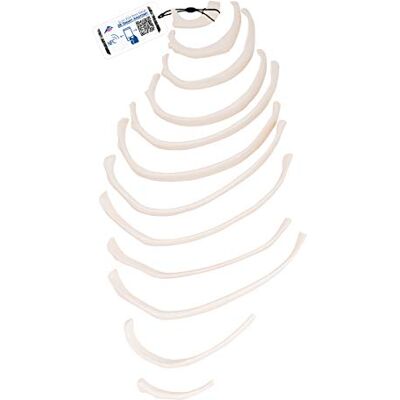 3B Scientific A69/2 ribbor + gratis anatomi programvara 3B smart anatomi 3B Scientific A69/2 ribbor + gratis anatomi programvara 3B smart anatomi