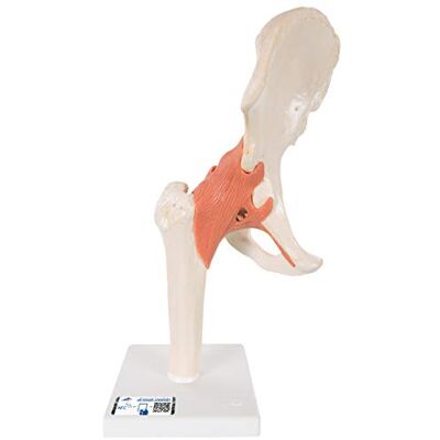 3B Scientific A81/1 deluxe funktionell höftledsmodell + gratis anatomi programvara 3B Smart anatomi 3B Scientific A81/1 deluxe funktionell höftledsmodell + gratis anatomi programvara 3B Smart anatomi
