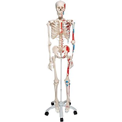 3B Scientific mänsklig anatomi Skelett Max – med muskelbeskrivning och numrering – livlig, inklusive kostnadsfri anatomiprogramvara – A11 som inlärningsmodell eller läromedel – 3B smart anatomy 3B Scientific mänsklig anatomi Skelett Max – med muskelbeskrivning och numrering – livlig, inklusive kostnadsfri anatomiprogramvara – A11 som inlärningsmodell eller läromedel – 3B smart anatomy