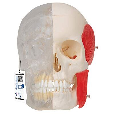 3B Scientific Mänsklig Anatomi BONElike skalmodell med transparent skallehalv, 8-delat gratis anatomiprogram 3B Smart Anatomy, A282 3B Scientific Mänsklig Anatomi BONElike skalmodell med transparent skallehalv, 8-delat gratis anatomiprogram 3B Smart Anatomy, A282