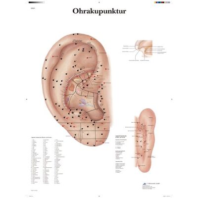 3B Scientific lärotavla – öronkoppar 3B Scientific lärotavla – öronkoppar