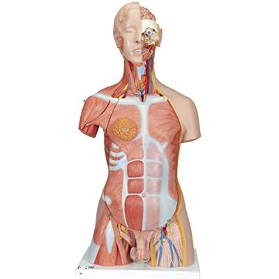 3B Scientific Deluxe dubbel sex muskelöverkropp 31 del + gratis anatomiprogramvara – 3B Smart Anatomy B40 3B Scientific Deluxe dubbel sex muskelöverkropp 31 del + gratis anatomiprogramvara – 3B Smart Anatomy B40