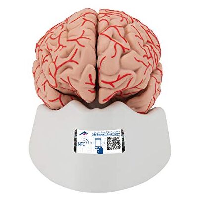3B Scientific C20 hjärna med artärer, 9 delar + gratis anatomi programvara 3B Smart Anatomi 3B Scientific C20 hjärna med artärer, 9 delar + gratis anatomi programvara 3B Smart Anatomi
