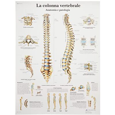 3B Scientific Lärotaffel – La colonna vertebrale – italienska 3B Scientific Lärotaffel – La colonna vertebrale – italienska