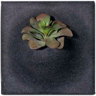 Götessons Ljudabsorbent PlantPanel 58x58x21 cm Slate Götessons Ljudabsorbent PlantPanel 58x58x21 cm Slate