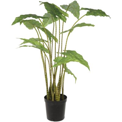 Mr Plant Alocasia Zebrina 100cm Mr Plant Alocasia Zebrina 100cm