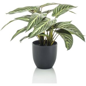 Emerald Konstväxt Calathea Zebrina i kruka 75 cm