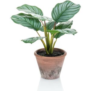 Emerald Konstväxt Calathea Orbifolia Terra i kruka 32 cm