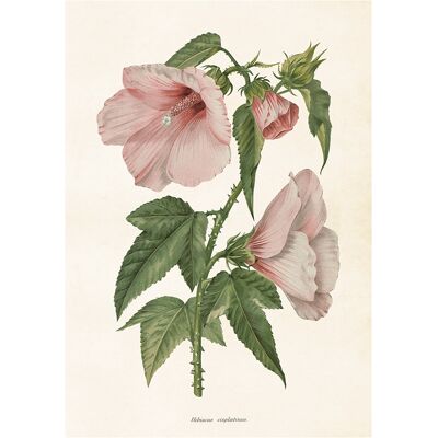 Poster Hibiskus Poster Hibiskus