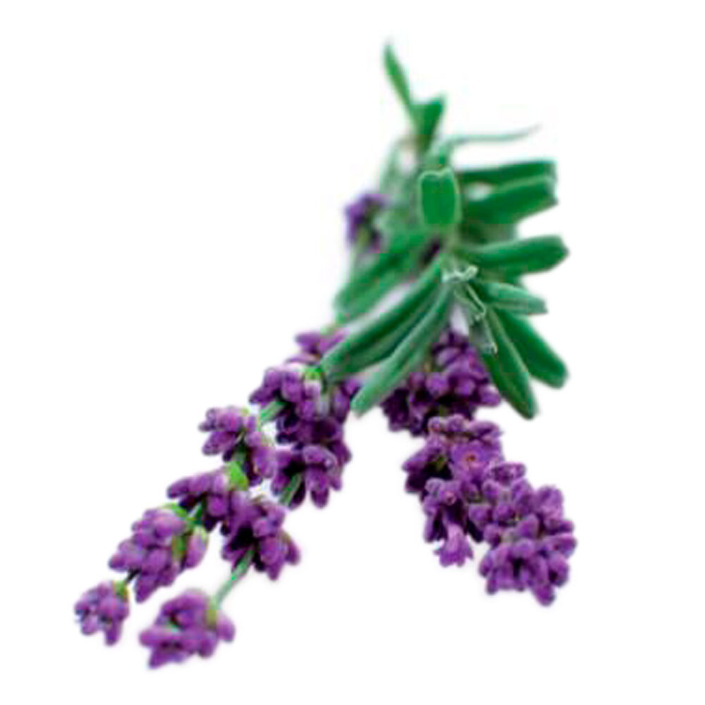 Click and Grow Smart Garden Växtkapsel refill 3-pack Lavendel