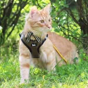 Basic Cat Sporty Kattsele Grön M Basic Cat Sporty Kattsele Grön M