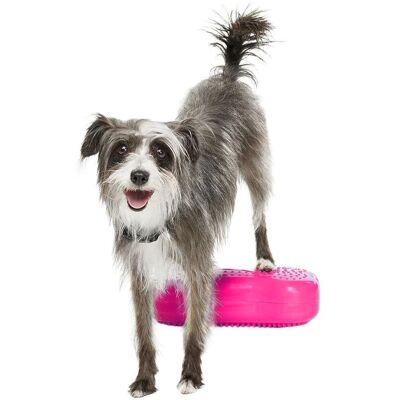 Fitpaws K9fitbone Mini Balansplattor Till Hund 2-Pack Fuchsia Fitpaws K9fitbone Mini Balansplattor Till Hund 2-Pack Fuchsia
