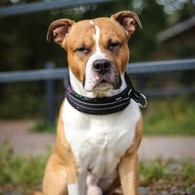 Kusse & Kutta Kusse&kutta; Hundhalsband Bred Modell Svart Glitter 6 Kusse & Kutta Kusse&kutta; Hundhalsband Bred Modell Svart Glitter 6
