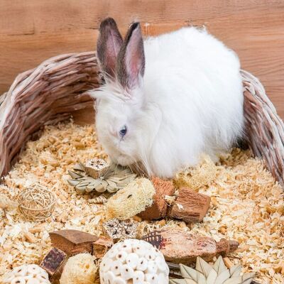 Quapas! Nibble Gnagarlåda Stjärnor Quapas! Nibble Gnagarlåda Stjärnor