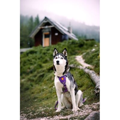 Woolly Wolf Northern Lights Hundsele Lila S Woolly Wolf Northern Lights Hundsele Lila S