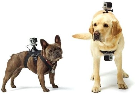 Hund Bröstbälte till GoPro HERO Hund Bröstbälte till GoPro HERO