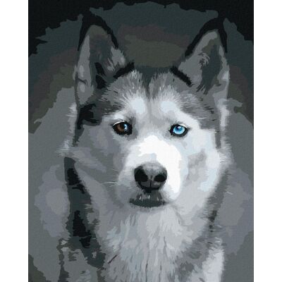 zuty Hlava huskyho, 40 × 50 cm, plátno napnuté na rám zuty Hlava huskyho, 40 × 50 cm, plátno napnuté na rám