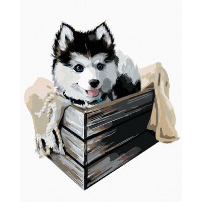 zuty Husky v škatuli, 40 × 50 cm, plátno napnuté na rám zuty Husky v škatuli, 40 × 50 cm, plátno napnuté na rám