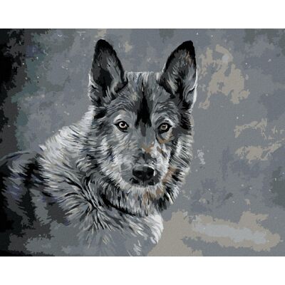 zuty Vlk na sivom pozadí, 40×50 cm, vypnuté plátno na rám zuty Vlk na sivom pozadí, 40×50 cm, vypnuté plátno na rám