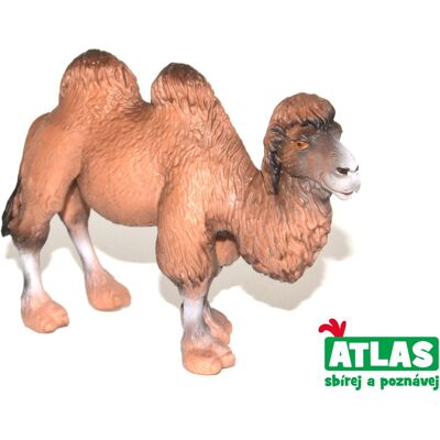 Wiky Atlas Ťava Wiky Atlas Ťava