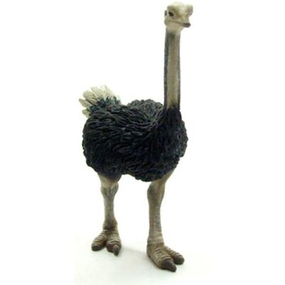 Collecta pštros dvojprstý Collecta pštros dvojprstý