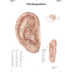 3B Scientific Učovací tabule – ohrakukukulární úprava 3B Scientific Učovací tabule – ohrakukukulární úprava