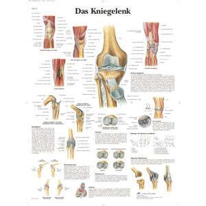 3B Scientific Tabule na učitele – Koláček 3B Scientific Tabule na učitele – Koláček
