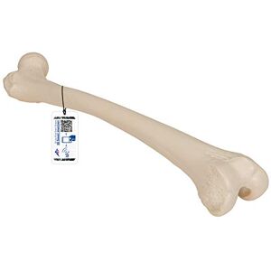 3B Scientific Model A35/1 Femur, vč. anatomického softwaru (příp. ne v německém jazyce) 3B Smart Anatomy 3B Scientific Model A35/1 Femur, vč. anatomického softwaru (příp. ne v německém jazyce) 3B Smart Anatomy