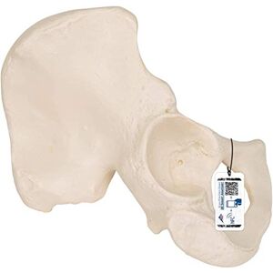 3B Scientific lidská anatomie bederní kosti model + bezplatný anatomický software 3B Smart Anatomy 3B Scientific lidská anatomie bederní kosti model + bezplatný anatomický software 3B Smart Anatomy