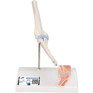 3B Scientific Lidská anatomie – mini loketní kloub s průřezem + bezplatná aplikace – 3B Smart Anatomy 3B Scientific Lidská anatomie – mini loketní kloub s průřezem + bezplatná aplikace – 3B Smart Anatomy