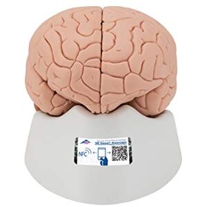 3B Scientific Lidská anatomie – model mozku, 2dílný + bezplatný anatomický software – 3B Smart Anatomy, C15 3B Scientific Lidská anatomie – model mozku, 2dílný + bezplatný anatomický software – 3B Smart Anatomy, C15