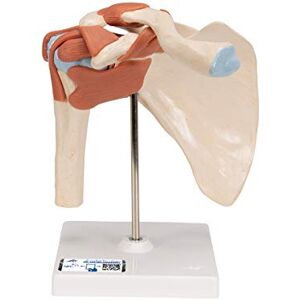 3B Scientific Funkční model ramenního kloubu – luxusní model ramen v životní velikosti s pásky, ukazuje přirozené pohyby + aplikace 3B Smart Anatomy 3B Scientific Funkční model ramenního kloubu – luxusní model ramen v životní velikosti s pásky, ukazuje přirozené pohyby + aplikace 3B Smart Anatomy