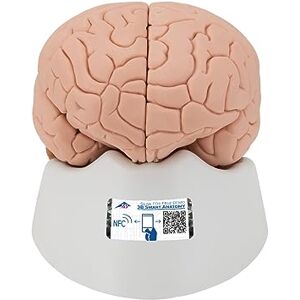 3B Scientific Lidská anatomie – model mozku, 4dílná + bezplatná anatomie aplikace – 3B chytrá anatomie 3B Scientific Lidská anatomie – model mozku, 4dílná + bezplatná anatomie aplikace – 3B chytrá anatomie