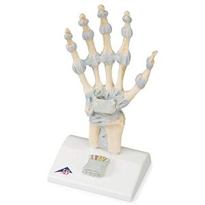 3B Scientific Lidská anatomie – model těla ruky s pásky a karpálním tunelem + bezplatná aplikace pro anatomii – 3B Smart Anatomy, M33 3B Scientific Lidská anatomie – model těla ruky s pásky a karpálním tunelem + bezplatná aplikace pro anatomii – 3B Smart Anatomy, M33