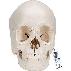3B Scientific Ponořený model lebky lidského dospělého, 22dílný, kostně zbarvená verze a anatomický software "3B Smart Anatomy" (event. ne v německém jazyce), A290 3B Scientific Ponořený model lebky lidského dospělého, 22dílný, kostně zbarvená verze a anatomický software "3B Smart Anatomy" (event. ne v německém jazyce), A290