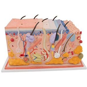 3B Scientific lidská anatomie kůže, blokový model, 70 x velikost + bezplatný anatomický software 3B Smart Anatomy 3B Scientific lidská anatomie kůže, blokový model, 70 x velikost + bezplatný anatomický software 3B Smart Anatomy