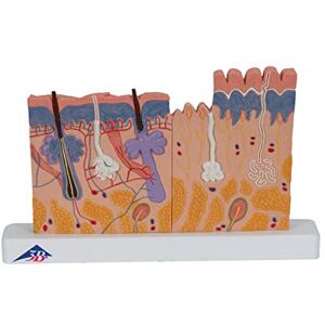 3B Scientific Lidská anatomie – střih kůže, 40násobná velikost + bezplatná aplikace pro anatomii – 3B Smart Anatomy, J11 3B Scientific Lidská anatomie – střih kůže, 40násobná velikost + bezplatná aplikace pro anatomii – 3B Smart Anatomy, J11