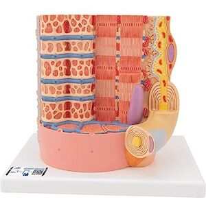 3B Scientific Lidská anatomie – svalové vlákno MICROanatomy™ – 10 000násobné zvětšení + bezplatná aplikace pro anatomie – 3B Smart Anatomy 3B Scientific Lidská anatomie – svalové vlákno MICROanatomy™ – 10 000násobné zvětšení + bezplatná aplikace pro anatomie – 3B Smart Anatomy