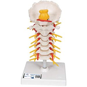 3B Scientific Lidská anatomie – model krční páteře, pohyblivý, na stativ + bezplatná aplikace pro anatomii – 3B Smart Anatomy 3B Scientific Lidská anatomie – model krční páteře, pohyblivý, na stativ + bezplatná aplikace pro anatomii – 3B Smart Anatomy