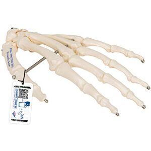 3B Scientific Menschliche Anatomie Handskelett auf Draht gezogen + kostenlose Anatomie App 3B Smart Anatomy 3B Scientific Menschliche Anatomie Handskelett auf Draht gezogen + kostenlose Anatomie App 3B Smart Anatomy