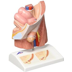 3B Scientific lidská anatomie model zlomení lišt + bezplatný anatomický software 3B Smart Anatomy 3B Scientific lidská anatomie model zlomení lišt + bezplatný anatomický software 3B Smart Anatomy