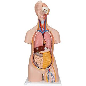 3B Scientific Lidská anatomie – bezpohlavní klasika Torso, 14dílná + bezplatná aplikace pro anatomii – 3B Smart Anatomy B13 3B Scientific Lidská anatomie – bezpohlavní klasika Torso, 14dílná + bezplatná aplikace pro anatomii – 3B Smart Anatomy B13