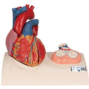 3B Scientific Model srdce – v životní velikosti 5dílné srdce se zobrazením systémů na podstavci + aplikace Smart Anatomy App 3B Scientific Model srdce – v životní velikosti 5dílné srdce se zobrazením systémů na podstavci + aplikace Smart Anatomy App