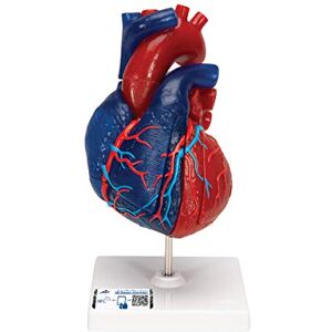 3B Scientific Lidská anatomie – model srdce v životní velikosti, didakticky barvený, s magnetickými spoji, 5dílný 3B Scientific Lidská anatomie – model srdce v životní velikosti, didakticky barvený, s magnetickými spoji, 5dílný