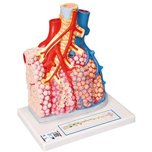 3B Scientific Lidská anatomie – plicní lalůčky s okolními cévami + bezplatná aplikace pro anatomii – 3B Smart Anatomy 3B Scientific Lidská anatomie – plicní lalůčky s okolními cévami + bezplatná aplikace pro anatomii – 3B Smart Anatomy